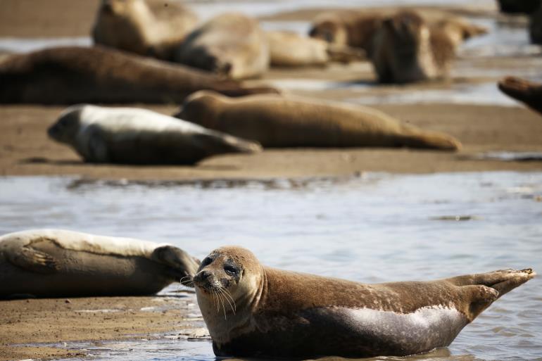 Harbour seals are seen at the waters edge in Pegwell Bay, ahead of the Annual Thames seal survey carried out by the Zoological Society of London, in Ramsgate, Britain, August 5, 2021. Picture taken August 5, 2021. REUTERS/Henry Nicholls