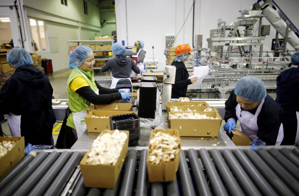 Temporary foreign workers package mushrooms at the Highline Mushrooms farm, Canada's largest mushroom grower, in Leamington, Ontario, Canada, April 14, 2016. REUTERS/Mark Blinch/File Photo