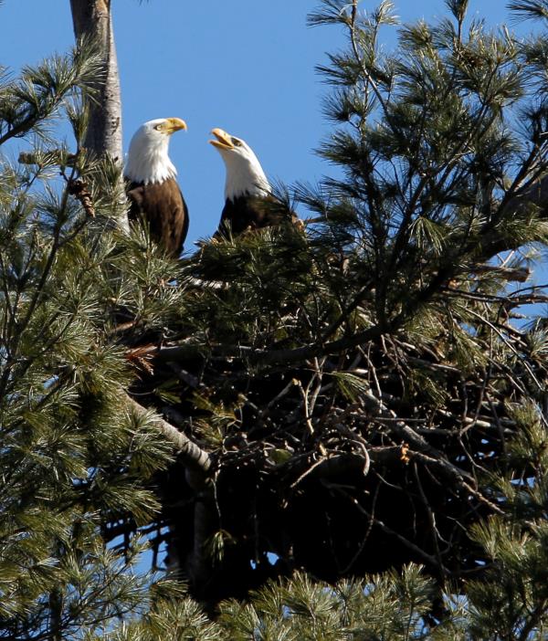 A mated pair of bald eagles sit in their nest in West Newbury