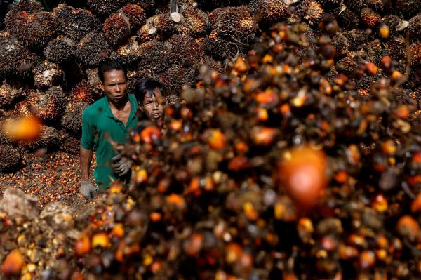 FILE PHOTO - Palm oil plantation in Riau province as Indo<em></em>nesia has announced the ban on palm oil exports effective this week