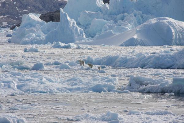 Isolated Greenland polar bear population adapts to climate change