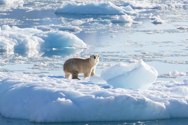 Isolated Greenland polar bear population adapts to climate change