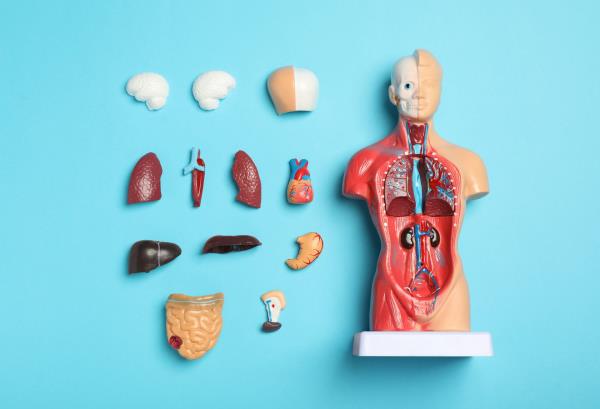 An anatomy model