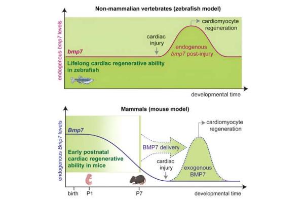 Heart regeneration: The key role of a growth factor has been discovered