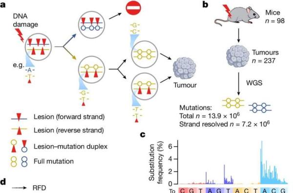 Which of the two DNA strands is damaged influences the cell's mutation profile