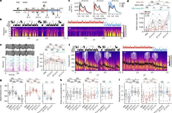 Studies uncover the critical role of sleep in the formation of memories