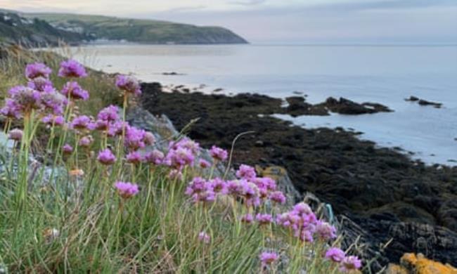 Sea thrift above Laxey Bay.