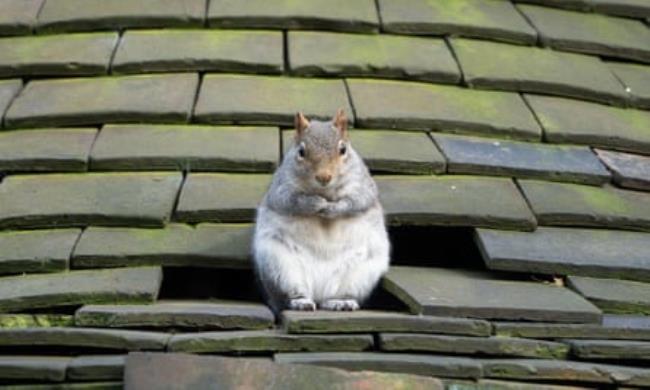 A fat grey squirrel sits on a house roof next to a hole wher<em></em>e tiles are missing