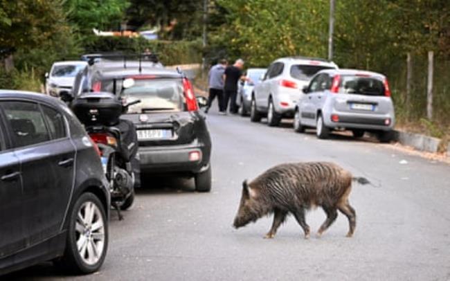 A wild boar crosses a street