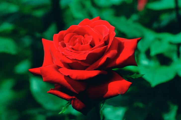 photo of a red rose in bloom