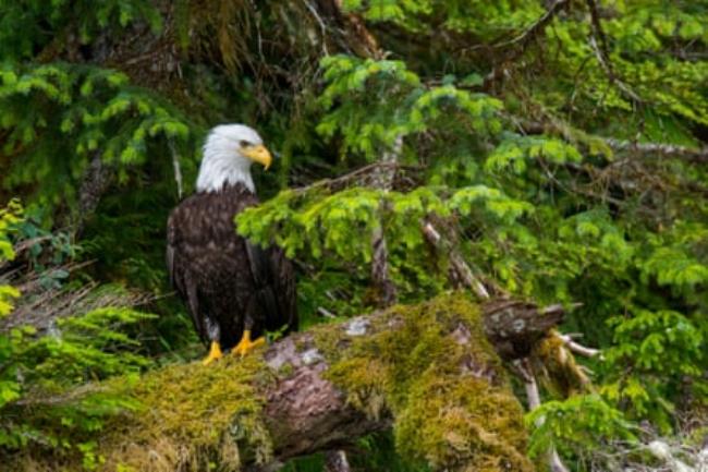 A bald eagle sits on a moss-covered tree in the forest along the shoreline of Takatz Bay on Baranof Island, To<em></em>ngass natio<em></em>nal forest, Alaska.