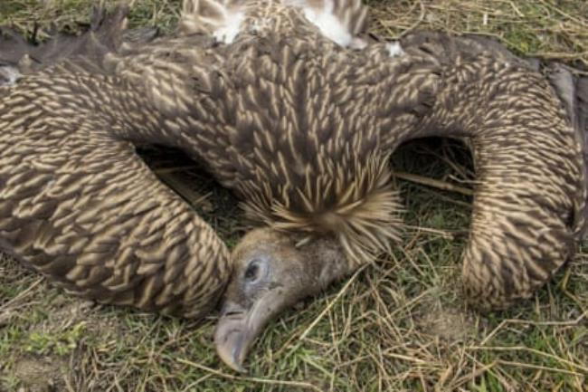 A dead vulture in Assam, India.