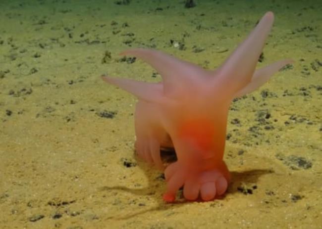 A pink sea cucumber on the ocean floor