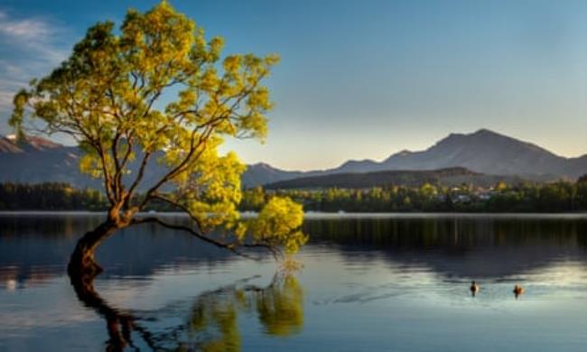 Lo<em></em>nely tree standing in lake with two ducks swimming in Lake WanakaLo<em></em>nely tree standing in Lake Wanaka in Wanaka on the South Island of New Zealand with mountain at background in the morning. Sunlight shining on the top of mountain and tree. The tree reflected in lake and two ducks swimming in lake.