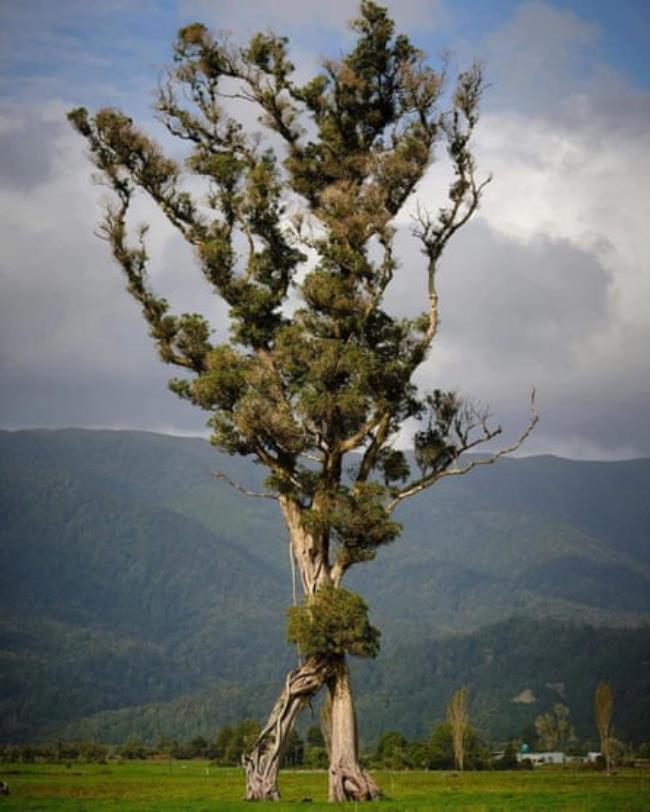‘The Walking tree’ grows near Karamea, on the west coast of New Zealand’s South Island.