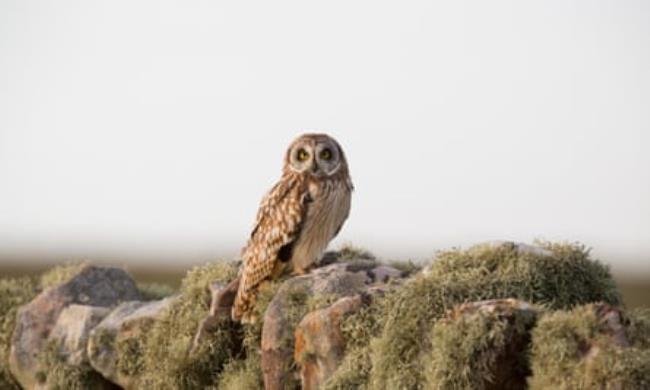 Short-eared owls live in the area, which is home to a 21,000-hectare RSPB reserve