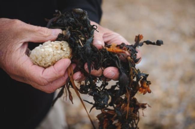 Closeup of whelk eggs and seaweed in a man’s hands.