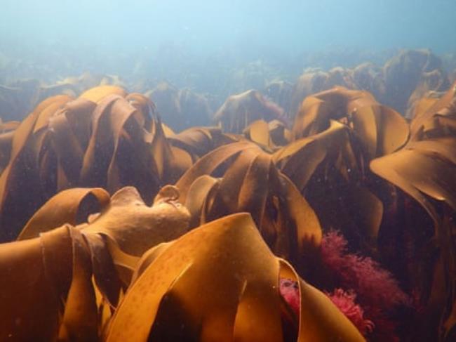 Kelp on the sea bed
