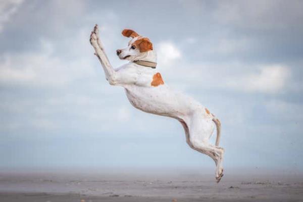 A dog airborne on a beach.