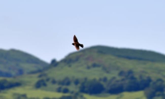 A sand martin flies over the Afon Dyfi, with the Ceredigion hills in the background.