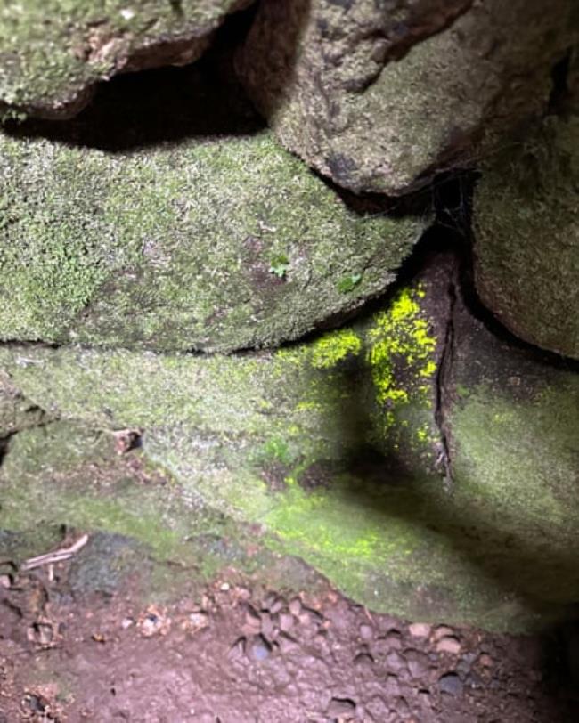 A patch of goblin’s gold inside the underground chamber at Carn Euny.