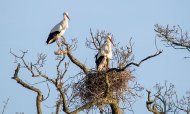 Two storks and nest in treetops against blue sky