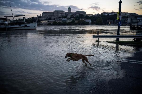 A dog plays on a quay flooded by the Danube River in Budapest, Hungary, September 18, 2024.