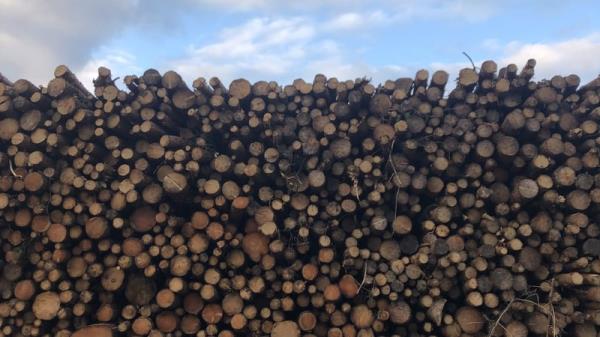 A new study has found a sustainable method of efficiently co<em></em>nverting waste heat into electricity using Irish wood. Photo: RTÉ