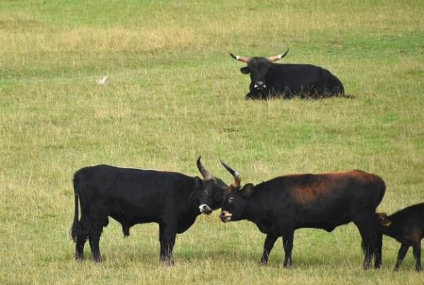 Aurochs.