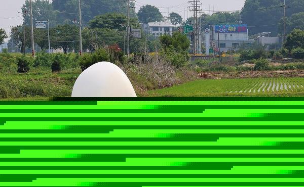 One of the hundreds of trash-carrying balloons sent by North Korea overnight is found in a rice paddy in the northwestern border county of Ganghwa, in this June 10, 2024, file photo. (Yonhap)