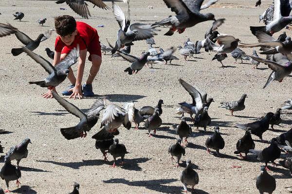 A boy plays with pigeons as displaced families stay on the roads after spending the night fleeing the overnight Israeli strikes, amid o<em></em>ngoing hostilities between Hezbollah and Israeli forces, in southern Beirut, in Lebanon.