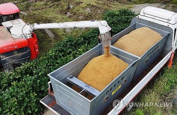 A farmer operates a machine to harvest rice at a paddy in the city of Yeosu, Gyeo<em></em>nggi Province, on Sept. 19, 2024. (Yonhap)