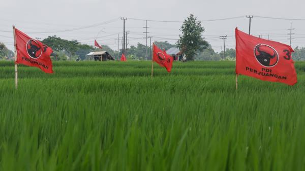 Indo<em></em>nesian Democratic Party of Struggle (PDI-P) in rice fields at the Sempidi district of Bali (David Gannon/AFP via Getty Images)