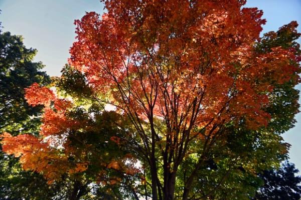 Tree leaves changing into their fall colors at Tydings Memorial Parks. (Kenneth K. Lam/Staff)