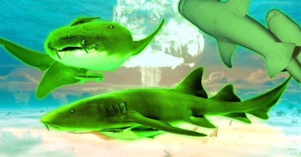 An edited image of three green sharks swimming with a view of an atomic blast behind them.