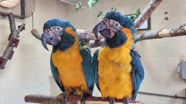 Endangered parrots.