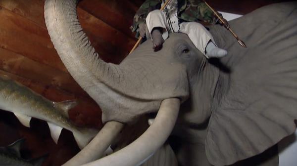 Taxidermy elephant head mounted on wall as seen on American Pickers