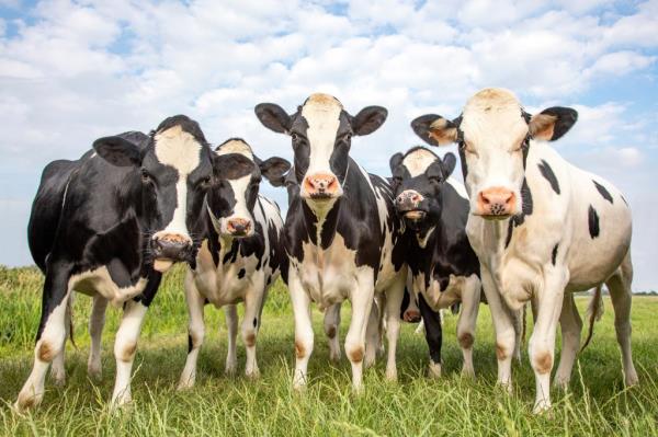 Group of joyful cows gathered in a field under a blue cloudy sky