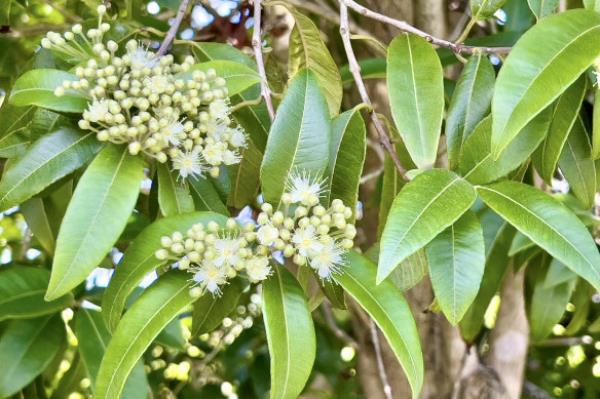 Lemon myrtle… native foods are key to unlocking real Australian cuisine.