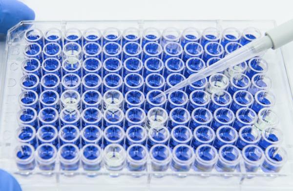 Array of wells filled with blue liquid, a gloved hand holding one side of the plate while a pipette drips liquid into the wells