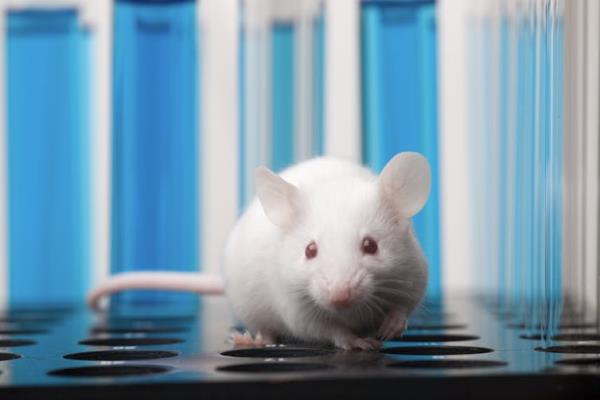 White rat surrounded by test tubes